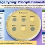 describe how this exercise demonstrates the principle of phage typing