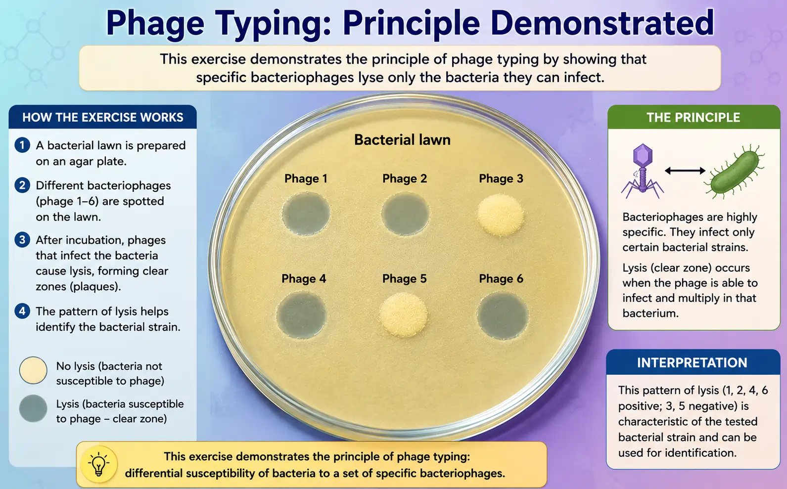 Describe How This Exercise Demonstrates the Principle of Phage Typing